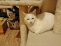 Cloe